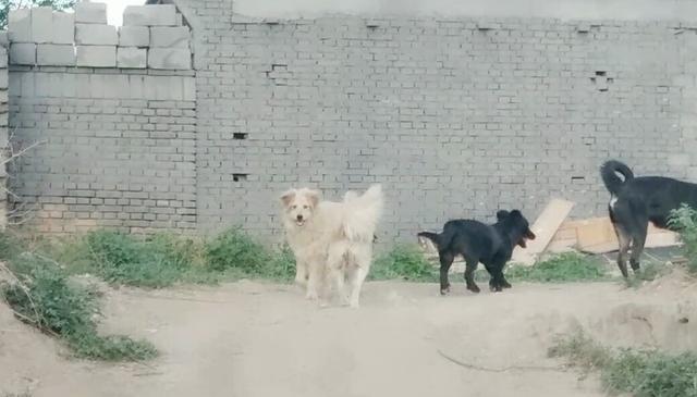 日本 救助犬:你会支持流浪动物救助行动吗？