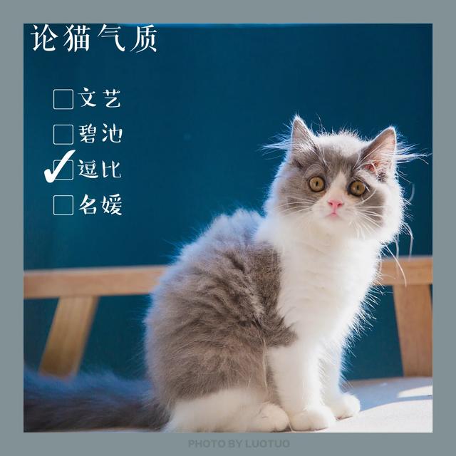 小狗的图片:你让专业的宠物摄影机构给自家狗狗拍过照吗？