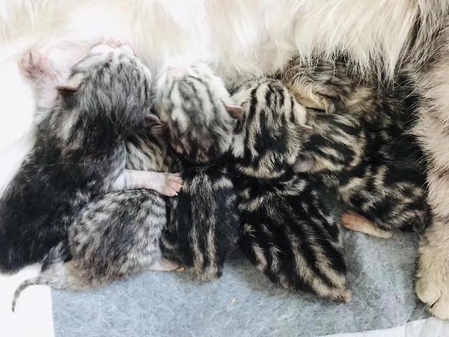 英国短毛猫和蓝猫图:请问这是什么品种的短毛猫？ 英国短毛猫蓝猫寿命