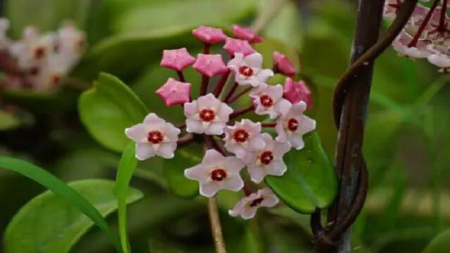 夹竹桃图片什么时候开花:球兰品种不同开花有先后吗？