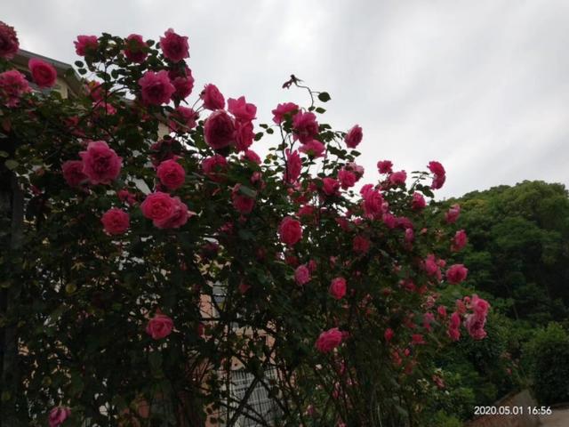 月季花的栽培和管理:月季花的栽培与管理 大游行月季花的养殖方法？