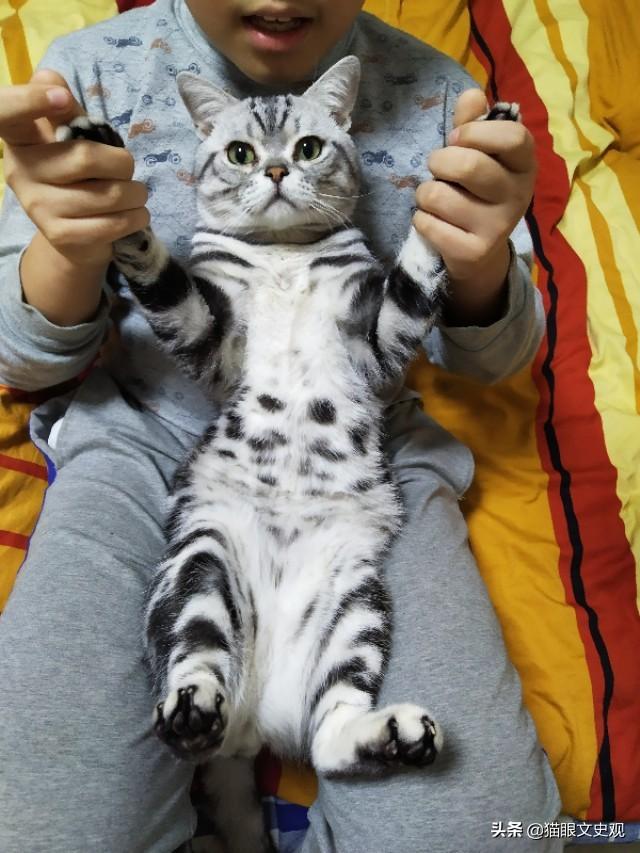 幼猫猫粮什么价:初次养猫，是一只四个月的普通家猫，该喂什么牌子的猫粮比较好？