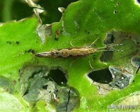 如何防治菜青虫，种植蔬菜，怎么防止蚜虫和菜青虫