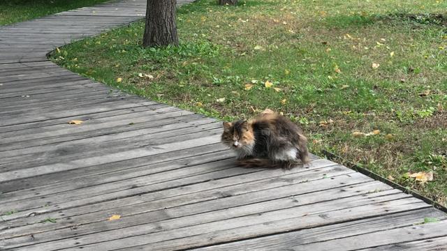 流浪狗和流浪猫好句子:疫情封城封期间，那些流浪猫狗有谁投食？ 流浪狗咬死流浪猫