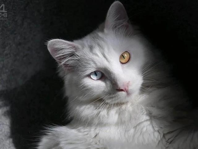 猫咪不乖by:猫是不是要从小养才会跟主人有感情呢？
