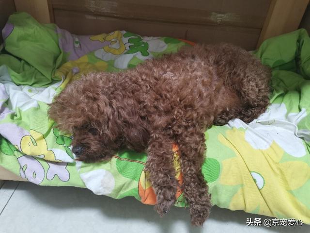 四个月的短毛马尔济斯犬多少钱:我想买小狗多少钱一个？如何挑选？ 马尔济斯犬短毛造型