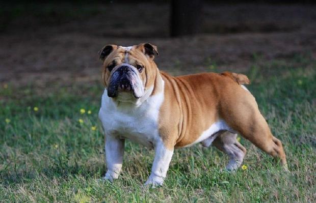 英斗犬:英国斗牛犬好不好养，有什么优缺点吗？