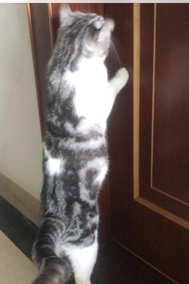 捉猫猫:我家猫猫半夜会起来挠东西。你们家的也是这样吗？ 捉猫猫歌曲