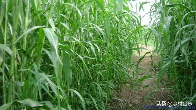 长生草属怎么养护种植:苏丹草，人工种植时，要注意什么？