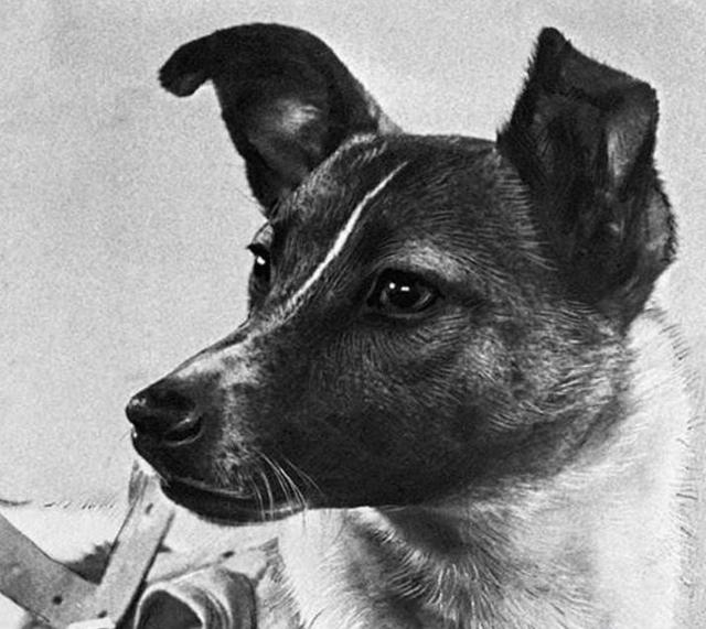 图文 除了这只 太空狗 外 所有人都知道它坐的飞船不可能返回地球 故事 莱卡犬有黄色的吗 Www Chongwu56 Com