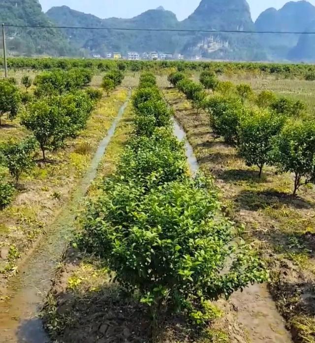 王施佳:大白菜种植，可以不施底肥，只施种肥吗？
