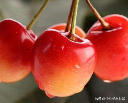 樱桃树出芽了还能嫁接吗？