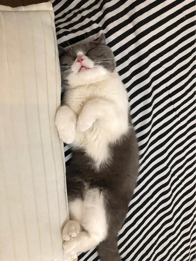 萌猫咪图片:我想大量云吸猫！请有猫咪的友友们发些你家猫咪的萌照给我看看？ 猫图片大全可爱