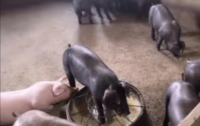 泰国小香猪怕冷吗:小香猪它主要吃什么食物？