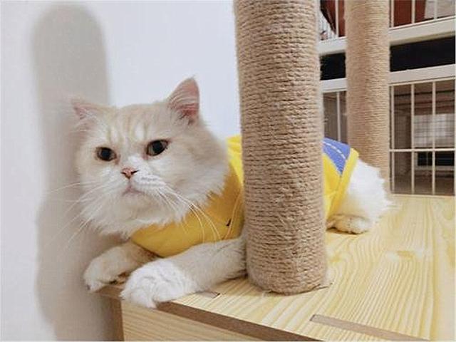 马恩岛猫问答:流浪猫为什么不吃馒头？它不是肚子饿吗？