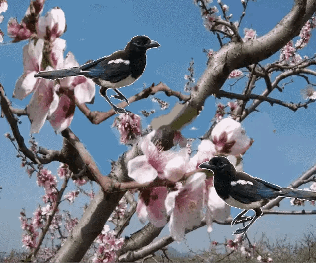 640_533gif 动态图 动图