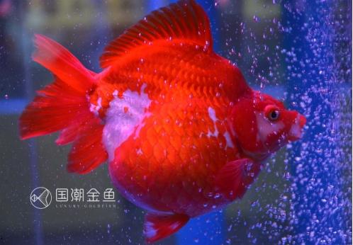 头条问答 怎么辨别金鱼的雌雄 17个回答
