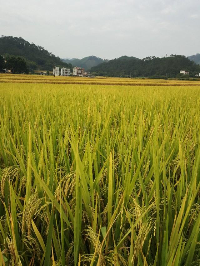 农村老人说“小雪节气宜晴不宜雨”,小雪节气下雨不好吗？