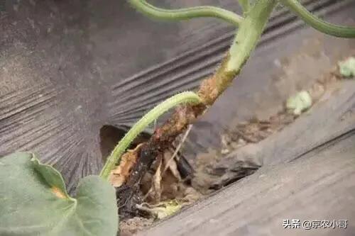 四季海棠茎腐病怎么治:黄瓜种植后长到7一8个叶子有了根腐病怎么治好？