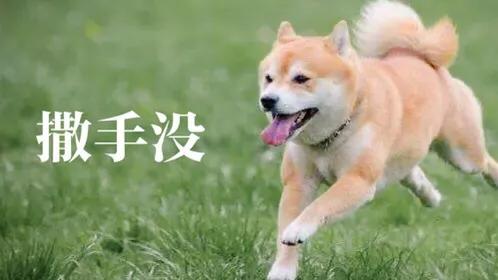 柴犬:大家喜欢柴犬吗？新手养需要注意什么？