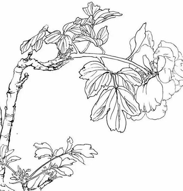 红耳鹎白描写生图片:美术课堂上你想换一种什么样的形式来上？