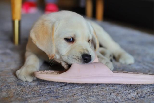 拉布拉多幼犬怎么养:拉布拉多幼犬生下来几天适合领养？