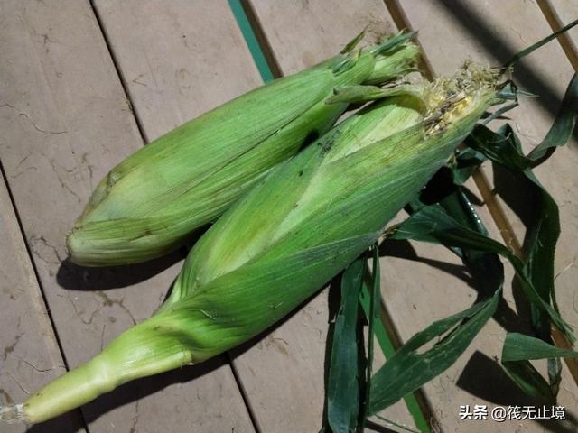 生玉米如何能钓到鱼？为什么我野钓从来没钓到过鱼呢？