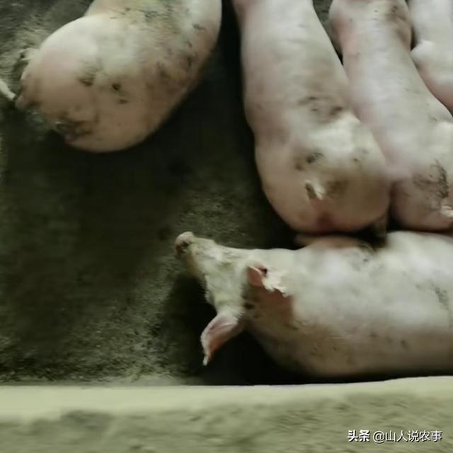 母猪肠胃炎最佳治疗方法:治疗猪结肠炎用什么药能排出？