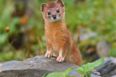 黄鼠狼为什么不叫黄鼠而还加一个狼字呢