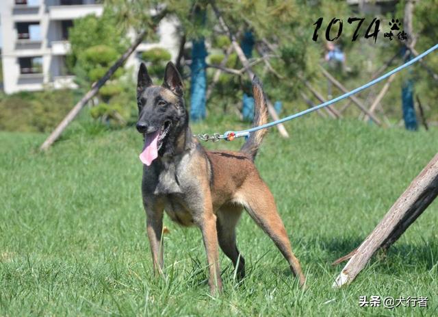 大型比利时玛利诺犬图片:为什么大家都不太敢养马犬？