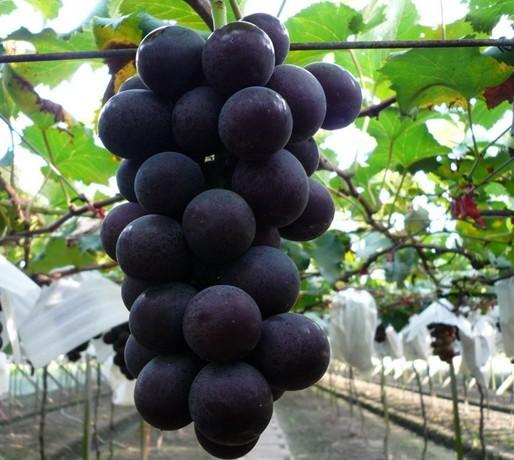 头条问答 为什么我的巨峰葡萄是红粒 该怎么办 8个回答