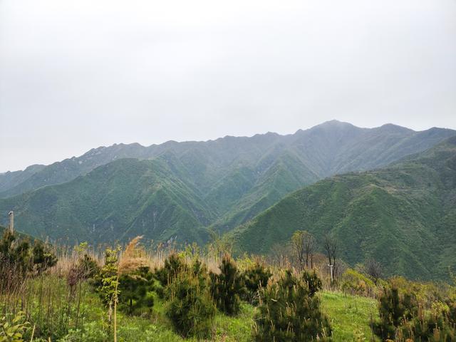 新藤惠美:地里长了许多葛根藤，怎么清除？
