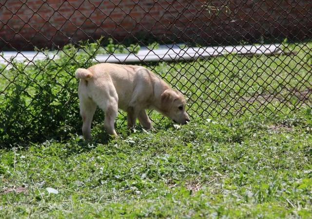 成年拉布拉多犬好养吗:成年拉布拉多犬食量多大？