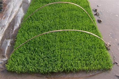 头条问答 - 旱育秧外面温度到多少度会影响薄膜内的秧苗?(7个回答)