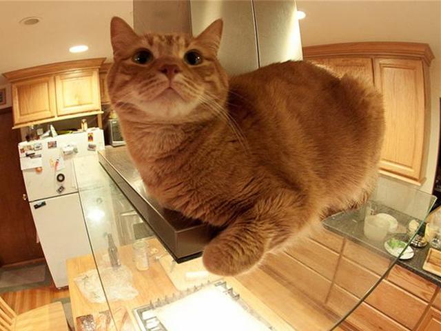 猫救小主人:猫咪新到家如何避免应激反应？ 猫救小主人电影