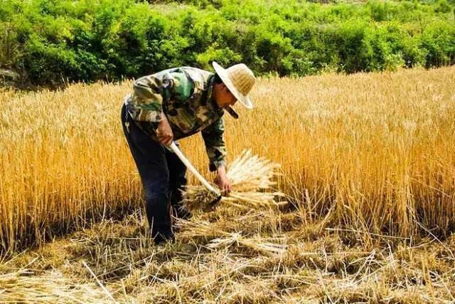 快要收小麦了专家说用联合收割机收小麦污染环境农民该怎么办
