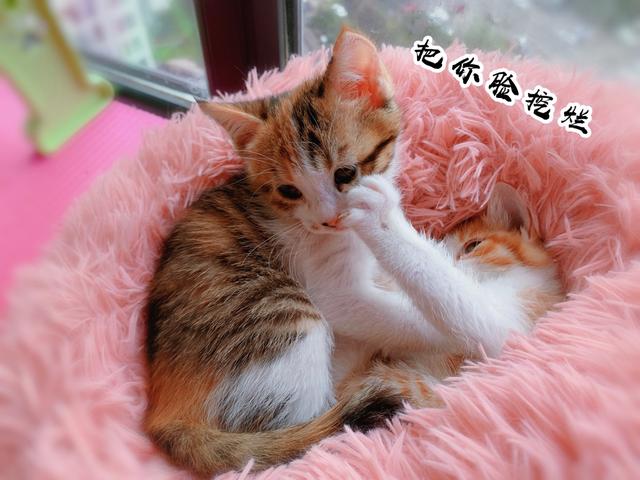 四川简州猫的名言:条友们，能否告诉我这个是什么猫，怎么能养好呢？