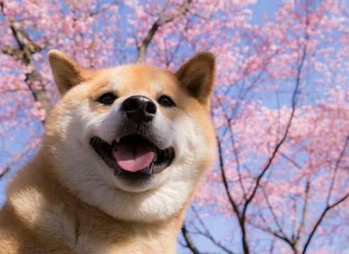 狗狗佝偻病症状:为什么泰迪缺钙总是趴着不动？