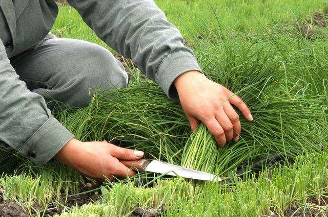 头条问答 - 农村种植韭菜,叶,杆都老是长不肥,是少肥吗?(43个回答)