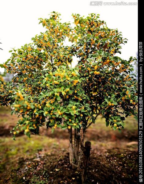 种什么果树最镇宅,植树节前后，农村院子里栽什么树比较好？