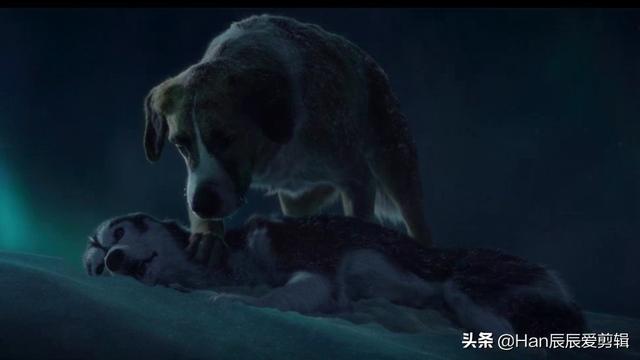 金毛拐卖牧羊犬电影:《野性的呼唤》主角老头死了吗？你怎么评价这部电影？