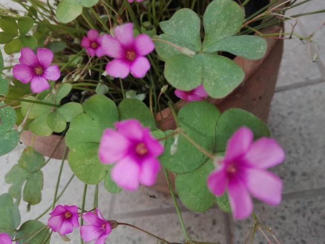 别墅庭院最佳树木,农村别墅院子中绿化带种些什么植物好？