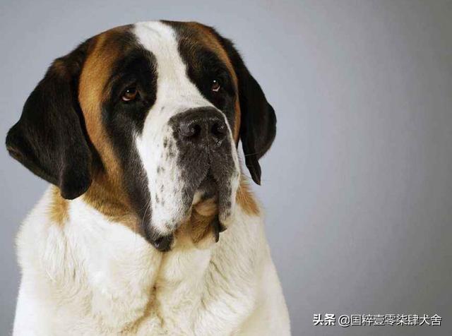 恶霸犬攻击性强吗，哪些狗狗看似面善，实际战斗力很强