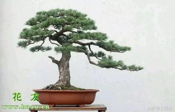 魔南景天夏季落叶怎么办:夏季盆景适合室外养护还是室内养护？