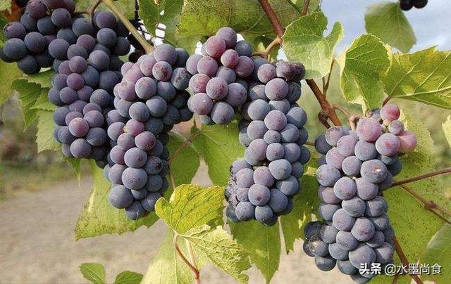 怎么做葡萄酒在家自己做，采摘葡萄的季节快要来了，自己做葡萄酒该怎么做？