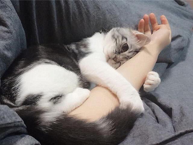 怎么确定猫认主人了 新闻:怎么确定猫认主人了新来家里三天 如何判断一只猫是对你真的有感情，还是只是为了混一口饭吃？