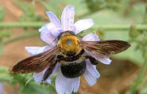 头条问答 - 蜜蜂卵长毛了该怎么办?(1个回答)