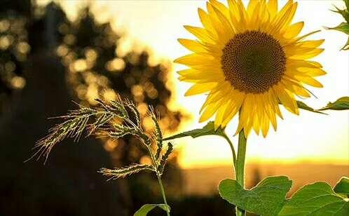 怎样做跨境电商视频（跨境电商专业拍摄义乌微距创意传媒有限公司怎么样）