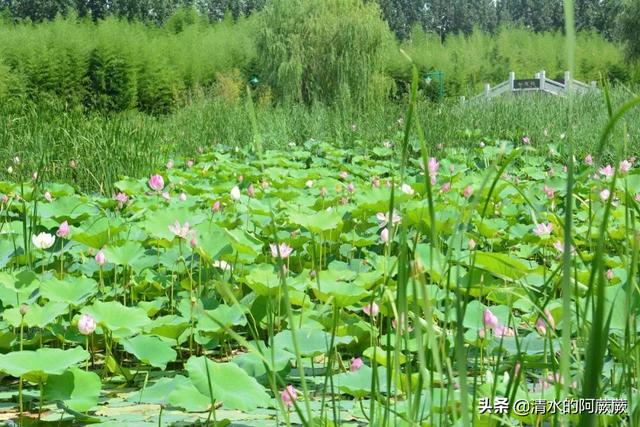 孟州滨河公园荷花花期多少天:孟州公园的荷花开了吗 五一看牡丹花，是去洛阳好还是去菏泽好？