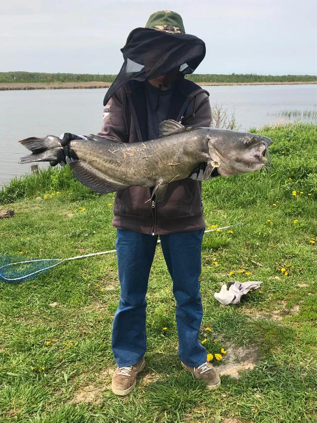头条问答 - 谁有国内垂钓大口鲶鱼记录?